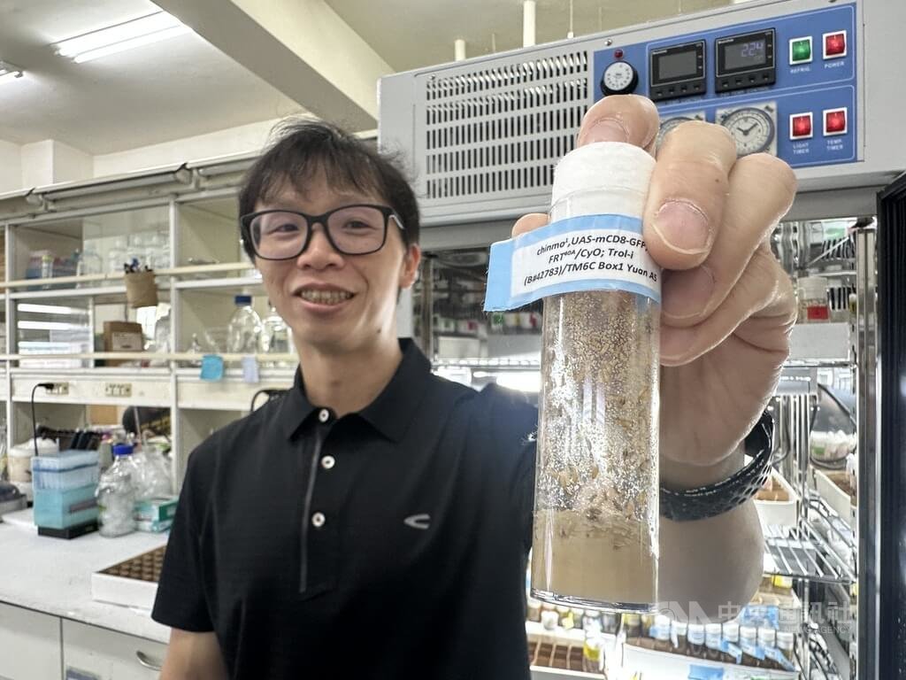 興大果蠅實驗發現 精子幹細胞環境老化影響下一代