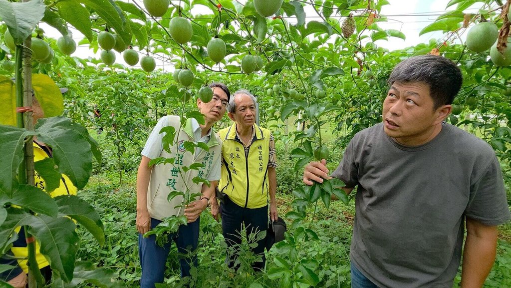南投埔里百香果減產4成 農民盼中央現金救助