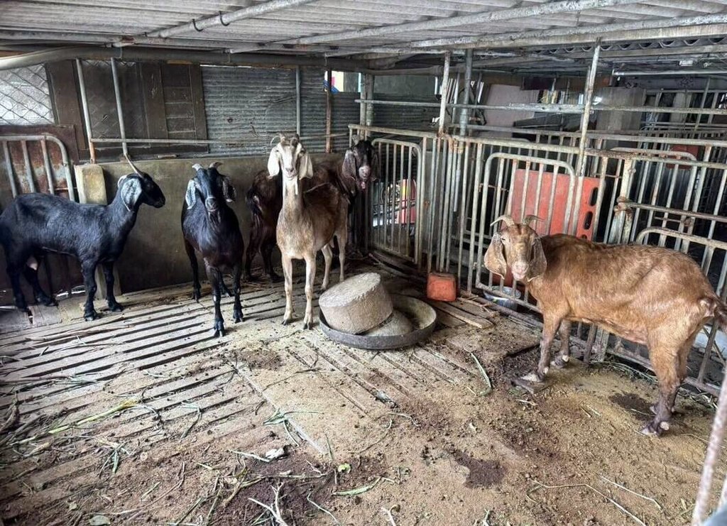 雲林羊肉檢出戴奧辛超標　未流入市面