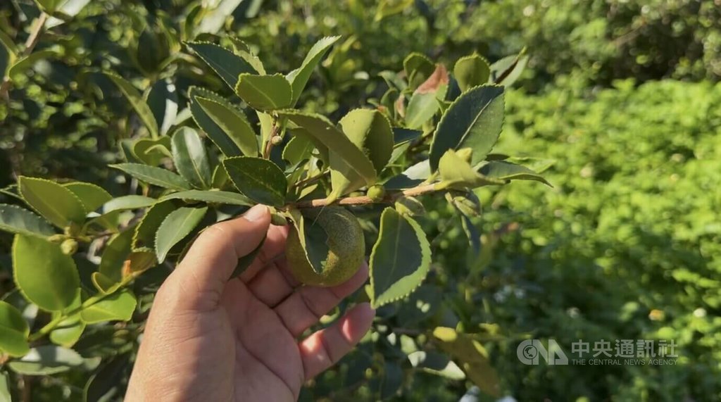 颱風白海豚接近　農改場籲農友強化防颱措施