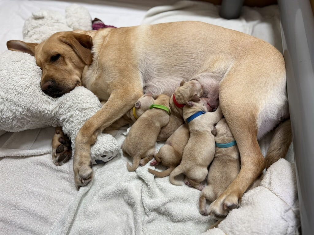 惠光導盲犬Syan喜獲6寶寶 為開路天使徵寄養家庭