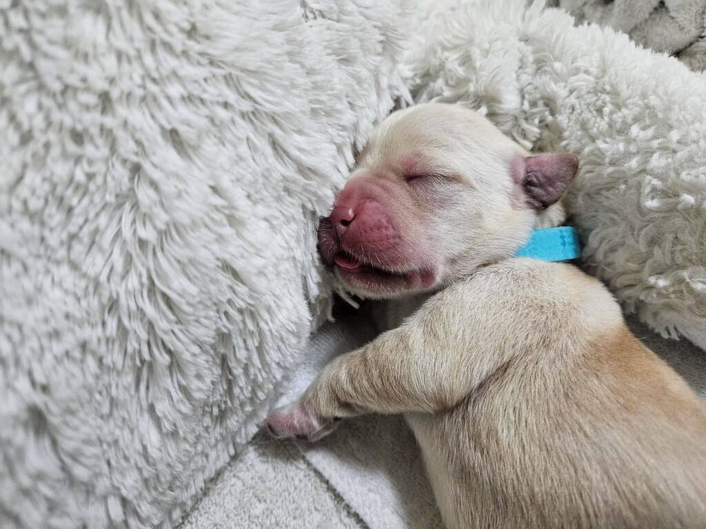 導盲犬Syan產幼犬　成開路天使新希望