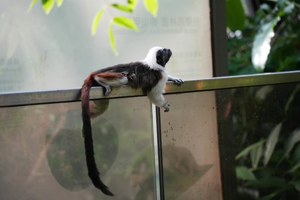 北市動物園館內可見棉頭絹猴活動身影（1）