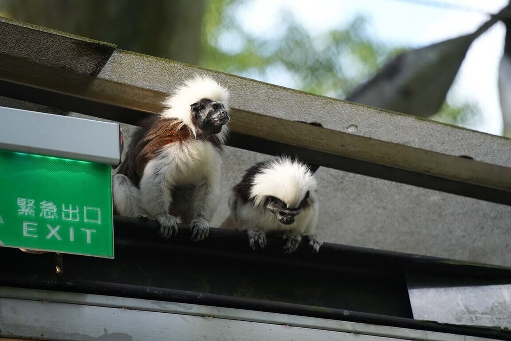 棉頭絹猴步道欄杆間穿梭　北市動物園籲遊客遵守3不原則