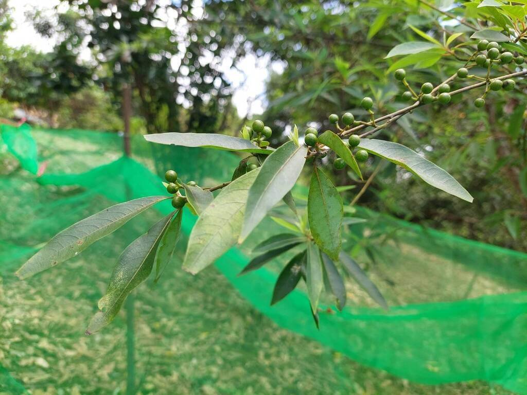 農改場突破山胡椒繁殖瓶頸 打造部落特色永續產業