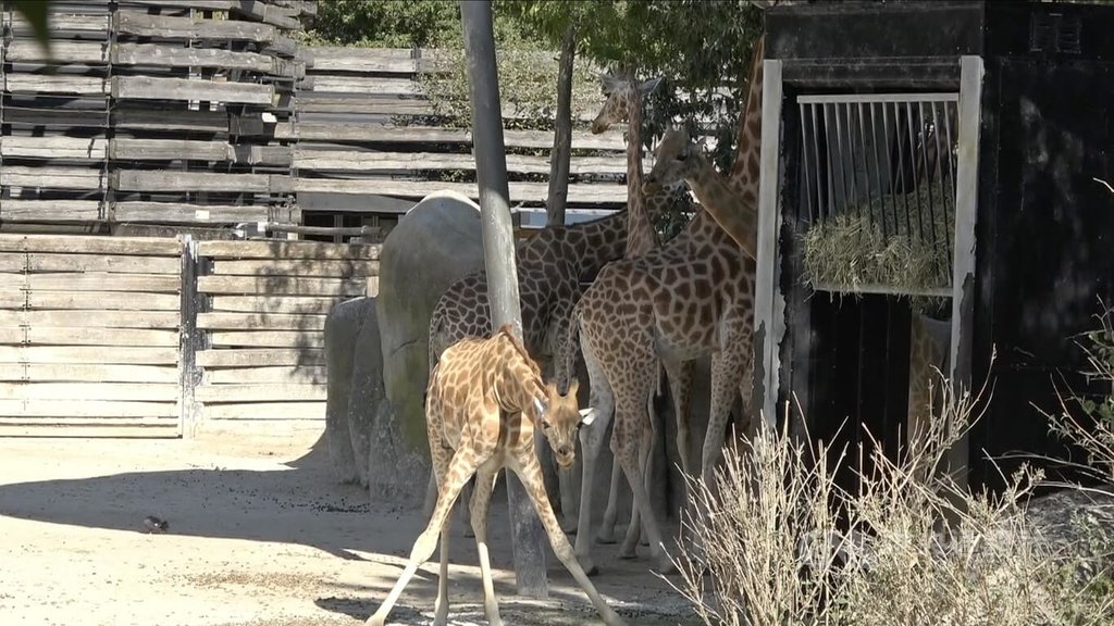 法國高溫難耐 動物園長頸鹿納涼、飼主替寵物消暑