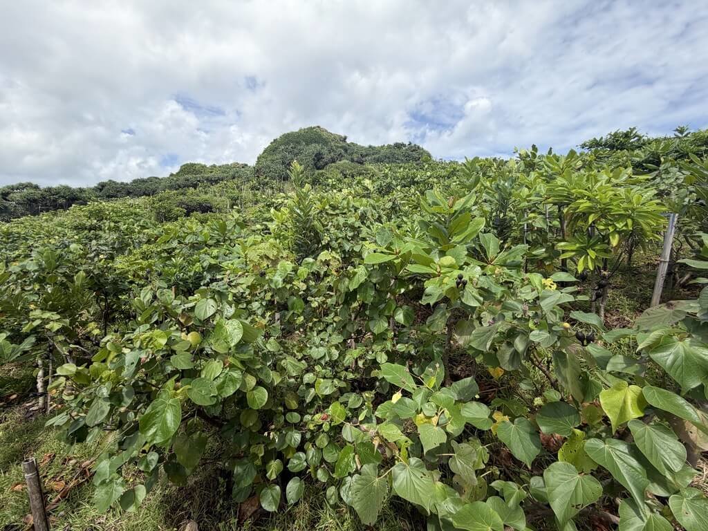林試所南台灣海岸造林　草地變森林、野生動物現蹤