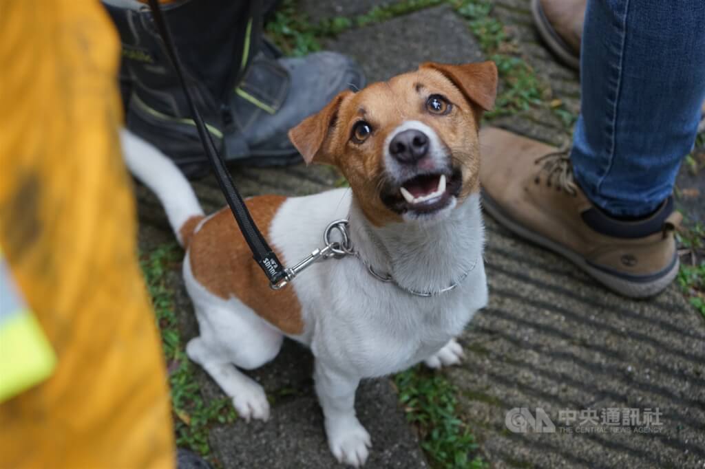 搜救犬Wilson死因爭議 花蓮檢方接獲告發分案調查 搜救犬Wilson死因爭議 花蓮檢方接獲告發分案調查