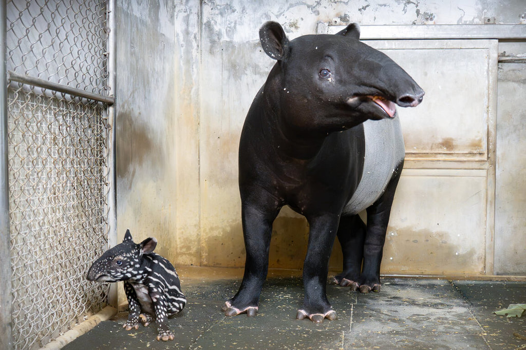 北市動物園迎新成員 馬來貘Putri順產女寶寶