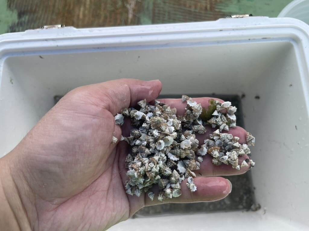 澎湖放流14萬顆鐘螺 增加沿岸鐘螺族群數量 澎湖放流14萬顆鐘螺 增加沿岸鐘螺族群數量