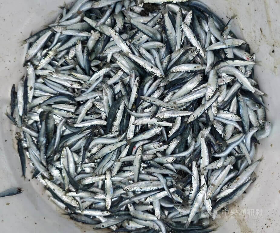 小鰛魚群受困澎湖五德石滬（2）