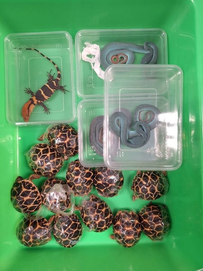 調查局打擊跨境走私  查扣印度星龜等保育動物