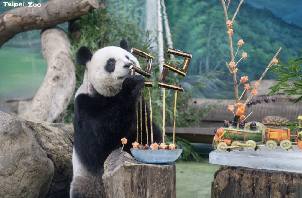 北市動物園大貓熊「圓圓」　22歲慶生先吃香甜甘蔗