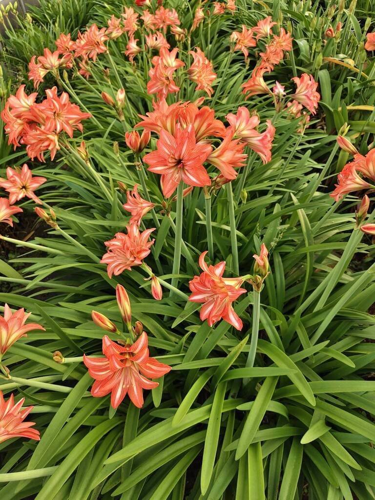 新品種孤挺花「種苗5號－夏之戀」