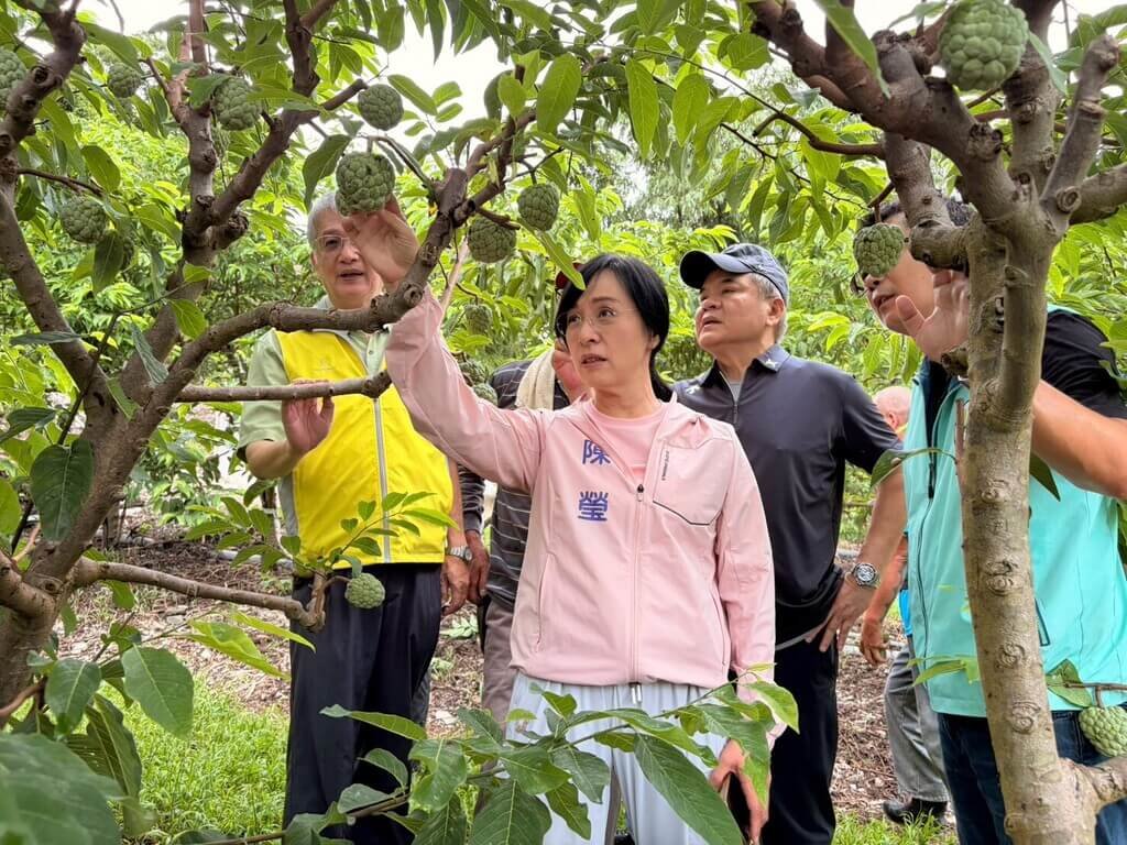 陳瑩、莊瑞雄果園現勘　了解釋迦災情