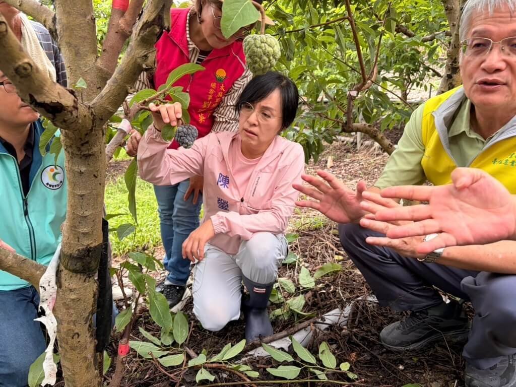 陳瑩關心台東釋迦豪雨農損