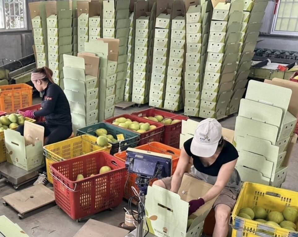 台南文旦正值產季　搶攻加拿大、新加坡市場