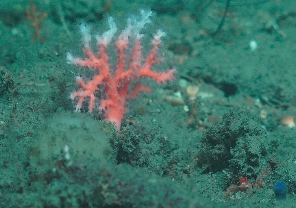 國研院深海高流量eDNA採樣模組實地測試結果