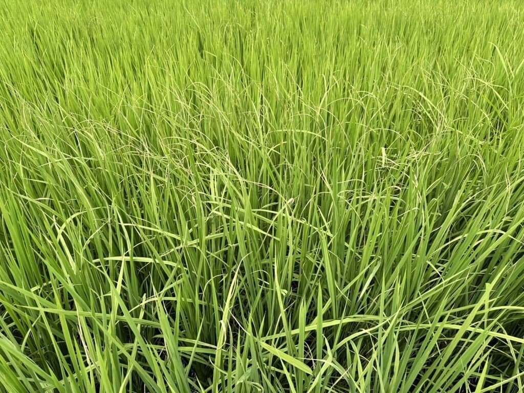 台東縱谷出現水稻白葉枯病 農改場籲加強防治 台東縱谷出現水稻白葉枯病 農改場籲加強防治