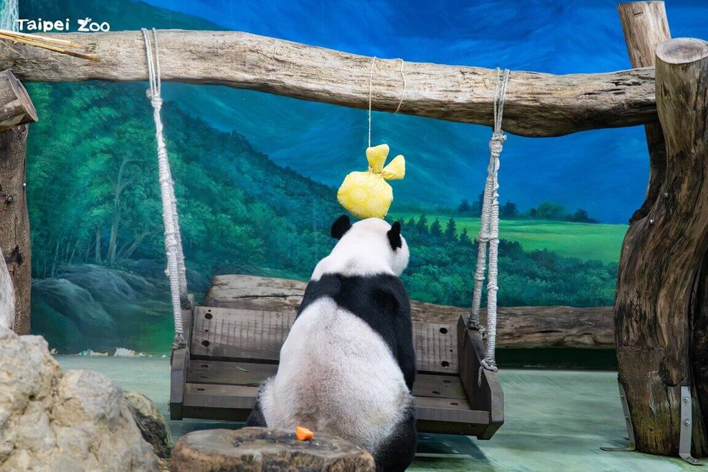 北市動物園大貓熊戶外活動場整備完畢 中秋連假有望見客 北市動物園大貓熊戶外活動場整備完畢 中秋連假有望見客