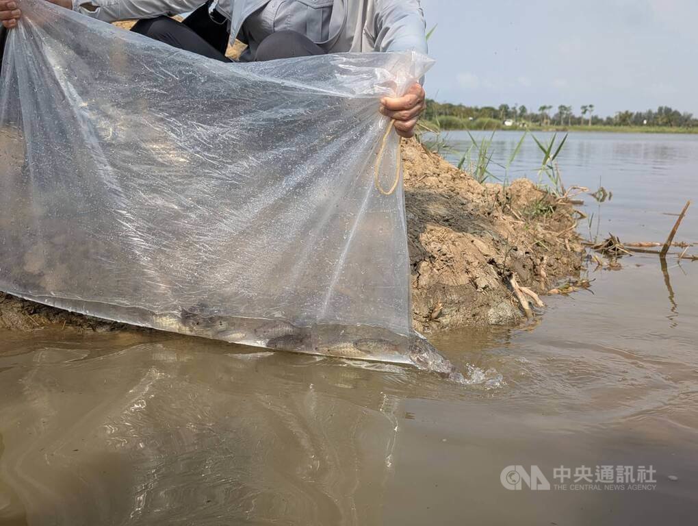 金門復育原生淡水魚攀鱸　金管處攜手烈嶼學子野放