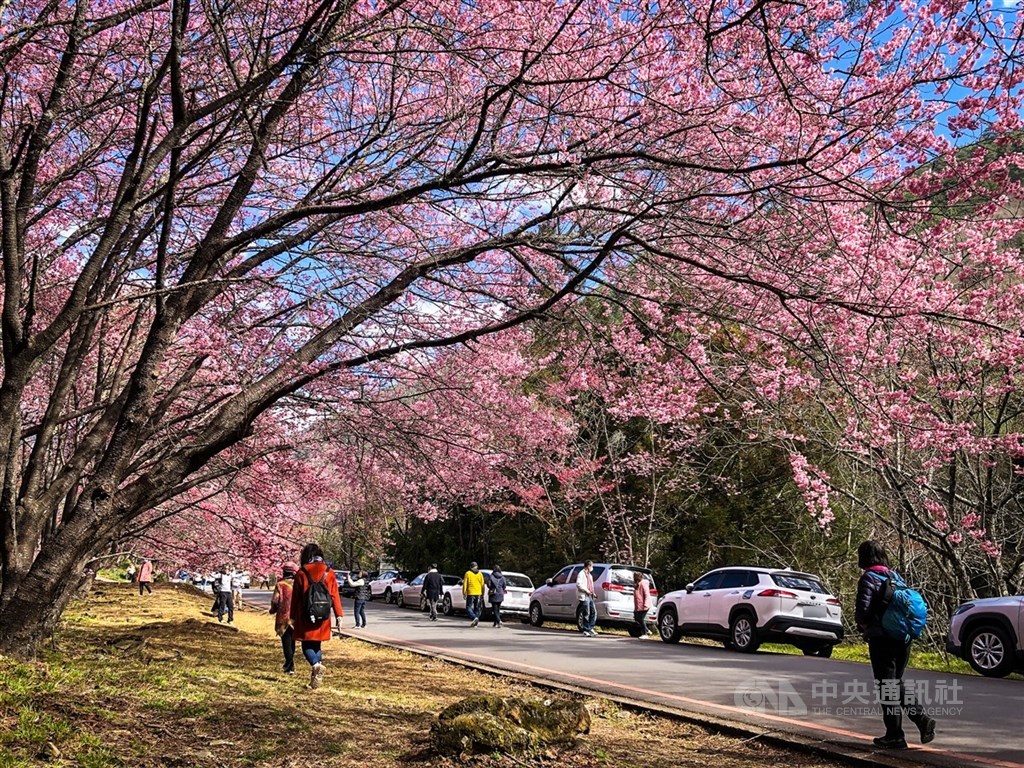 颱風薔琵來襲 武陵、福壽山農場22日中午起預警休園