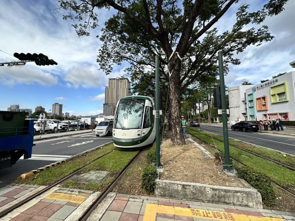 高雄輕軌大順路段樹木加固