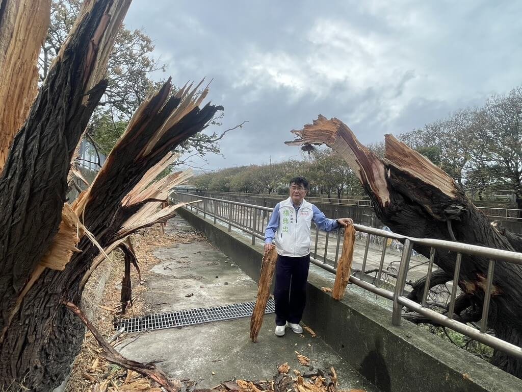 台中清水橋江北街路樹不敵強風　攔腰折斷
