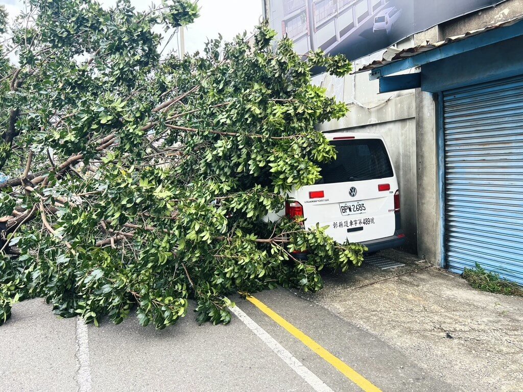 颱風薔琵來襲　彰化強風吹倒樹