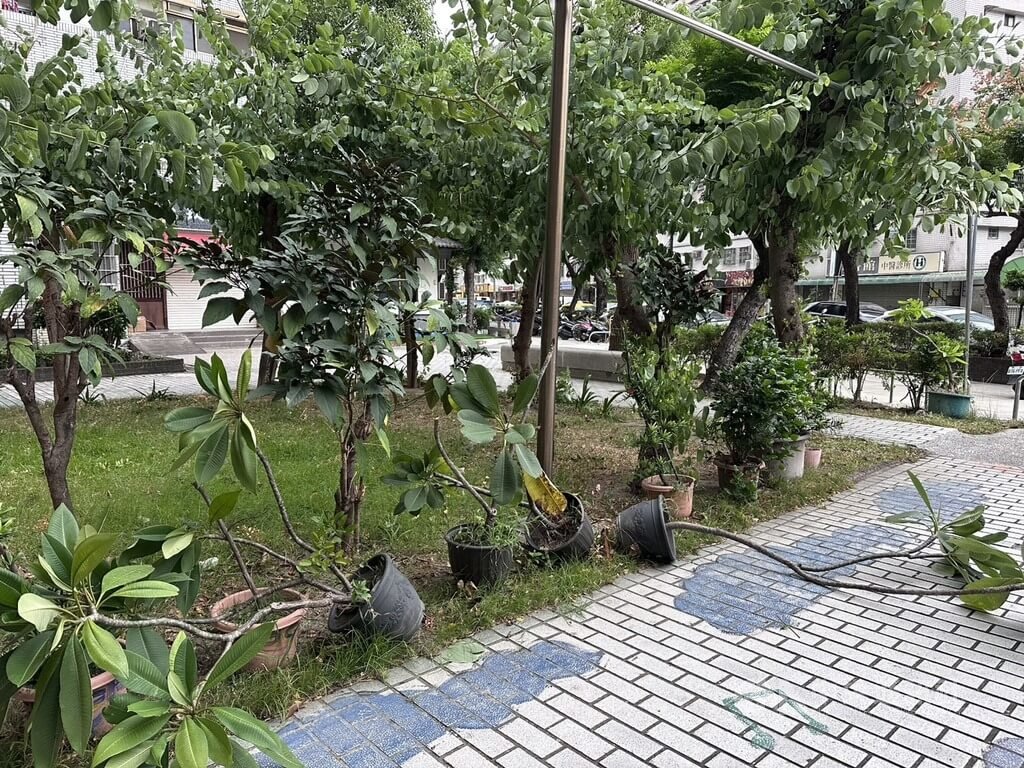 颱風薔琵引強風　高雄盆栽遭吹倒