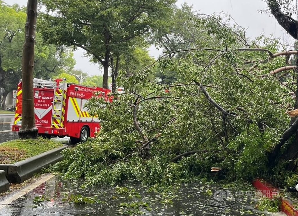 颱風襲台　銘傳大學附近路樹倒