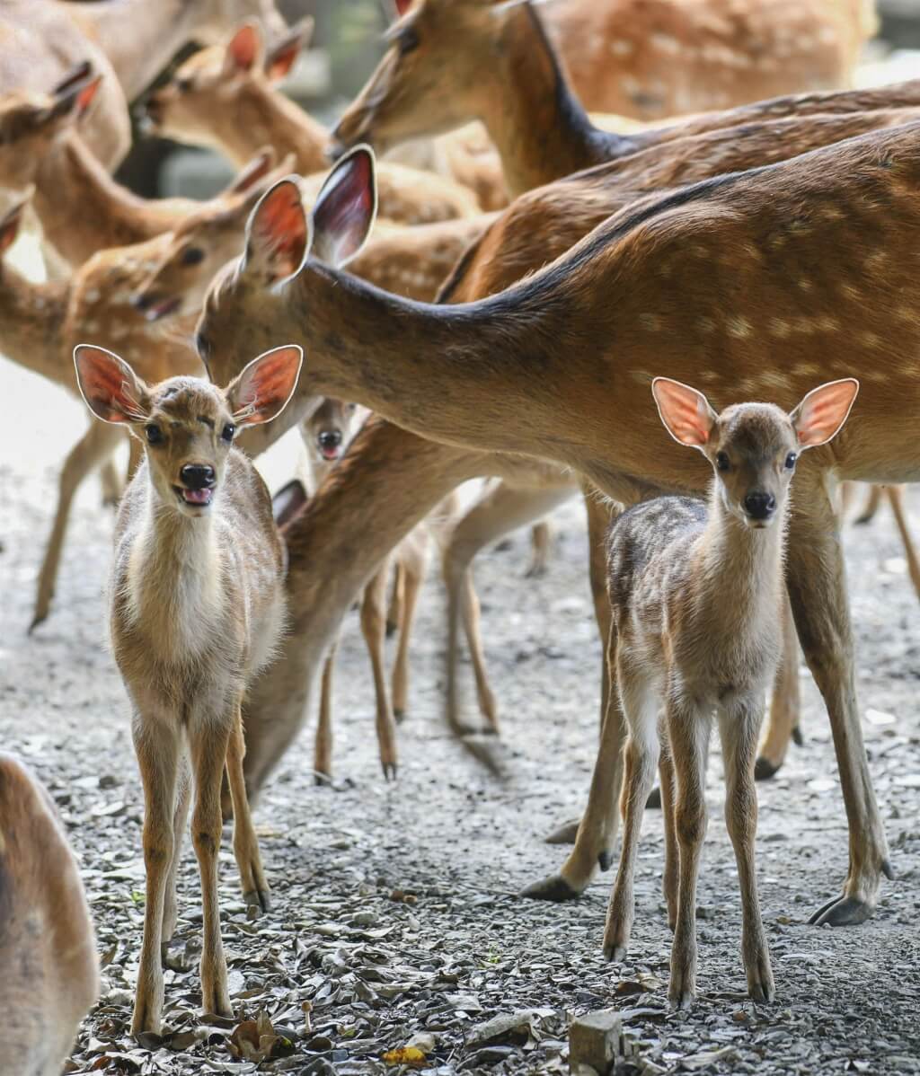 奈良公園1個半月4幼鹿殘骸 動物捕食可能性低、疑遭虐殺 奈良公園1個半月4幼鹿殘骸 動物捕食可能性低、疑遭虐殺