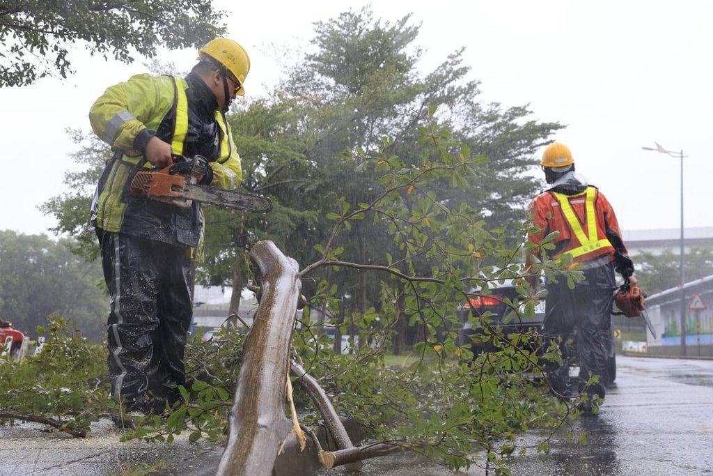 颱風薔琵肆虐　內湖成功路樹木倒塌