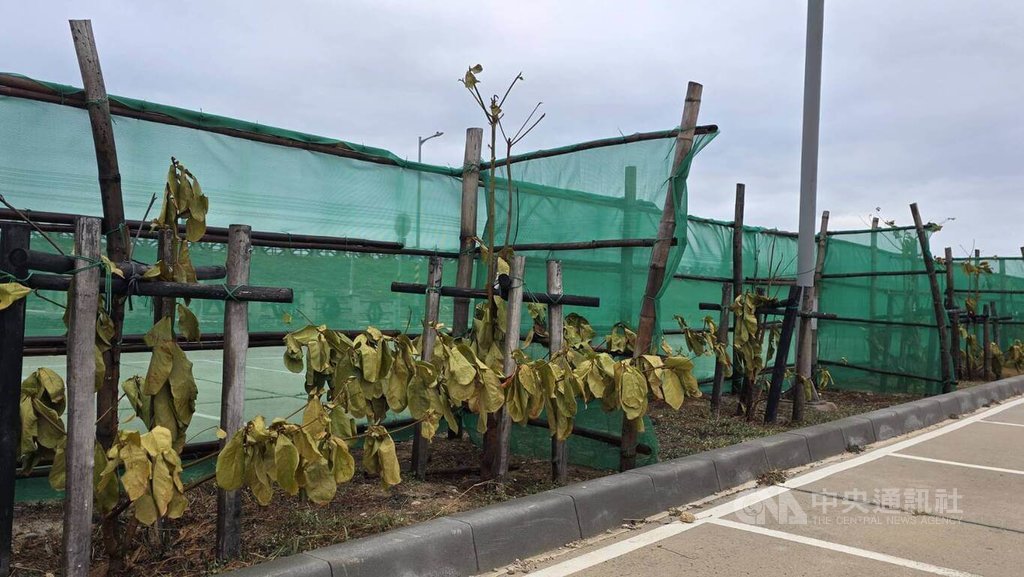 澎湖吹起「鹹水煙」　植物失生氣（2）