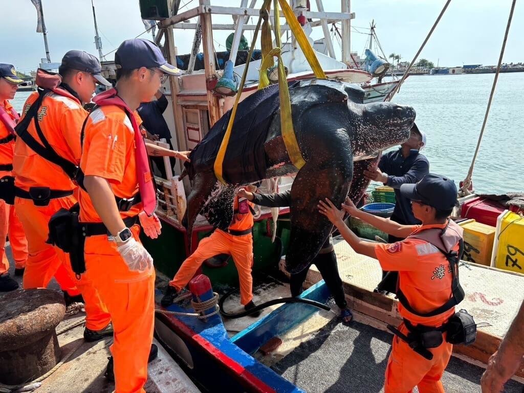 革龜遭高雄漁船誤捕　藉吊臂轉運野放