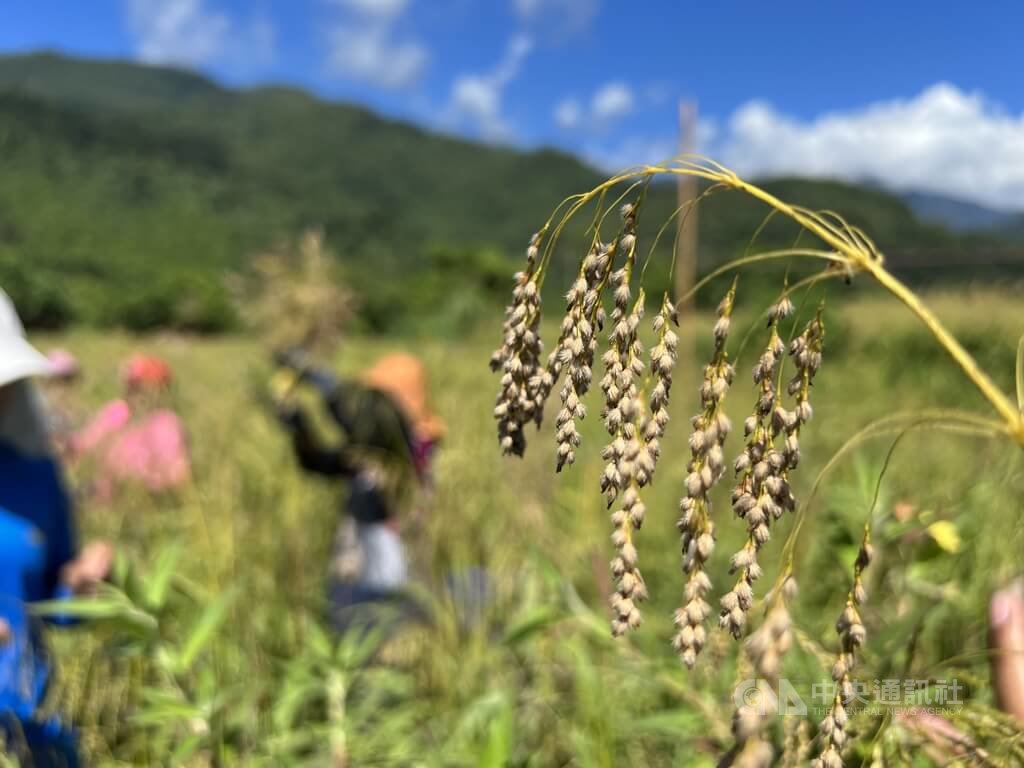 布農族傳統作物油芒