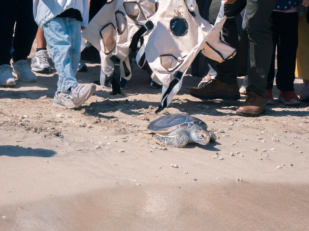 澎湖望安野放綠蠵龜重返大海