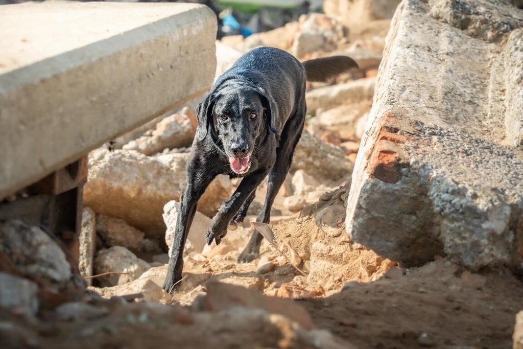 搜救犬CLAY闖世界盃瓦礫搜索（2）