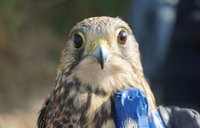 保育紅隼誤入鳥網落難  金管處原地野放