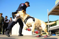 憲兵緝毒犬超萌但不能太親近人 以防執勤失誤