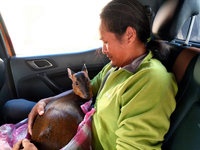 暖男公主抱母山羌送醫不掙扎 連獸醫師都感神奇