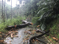 雨襲南投中寮路樹倒塌 阻斷居民回家路