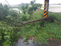 盧碧颱風接近大雨不停 嘉義路樹倒塌砸傷女騎士