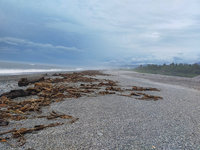 中南部豪雨台東出現漂流木  未開放前撿拾將裁罰