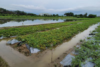 台南農損擴大 盼列全品項現金救助區