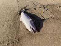 極度瀕危物種 中華白海豚魂斷金門岸際