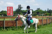 金門畜試所打造現代牧馬場  重振風華結合觀光