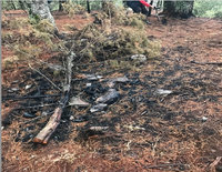 引發玉山森林大火遭起訴 NCC前專委遭停職處分