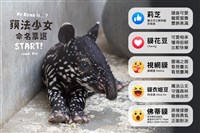 北市動物園馬來貘寶寶命名投票開跑 9/3截止