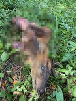 基隆天外天公園 驚見山羌遭啃食剩頭顱